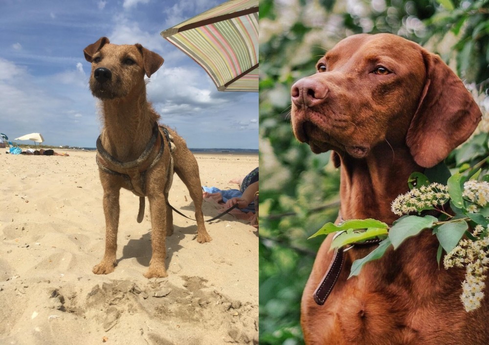 Vizsla vs Fell Terrier - Breed Comparison