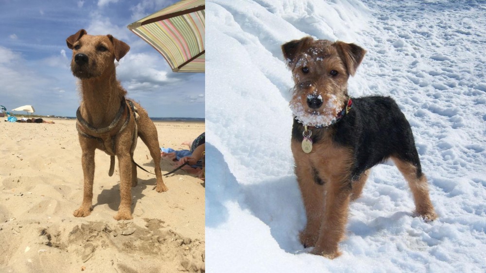 Welsh Terrier vs Fell Terrier - Breed Comparison