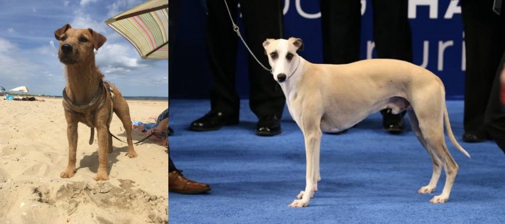 Whippet vs Fell Terrier - Breed Comparison