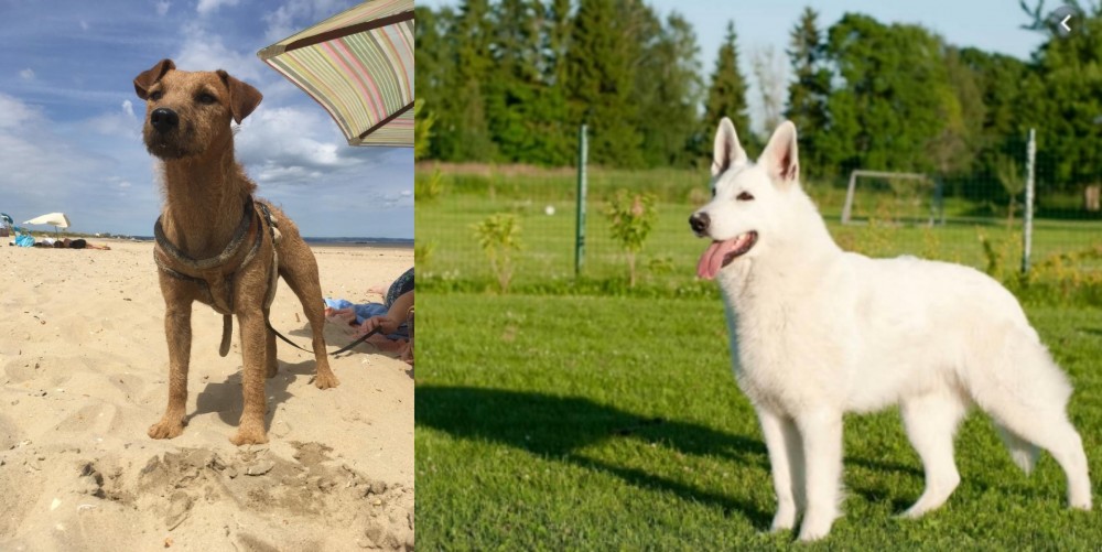 White Shepherd vs Fell Terrier - Breed Comparison