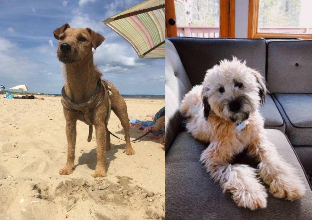 Whoodles vs Fell Terrier - Breed Comparison