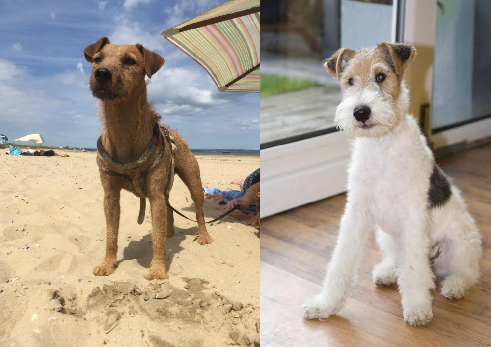 Wire Fox Terrier vs Fell Terrier - Breed Comparison