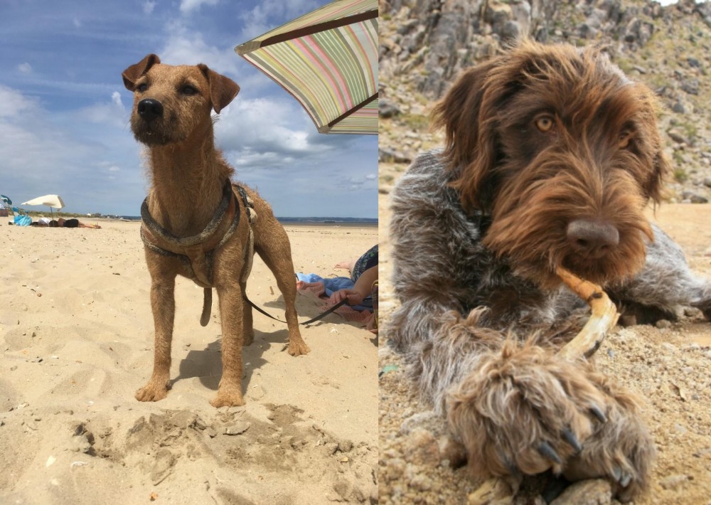 Wirehaired Pointing Griffon vs Fell Terrier - Breed Comparison