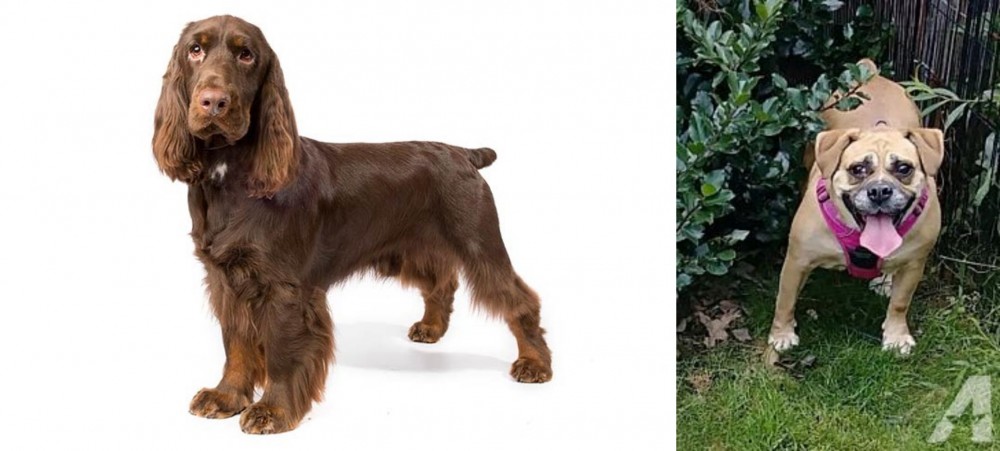 Beabull vs Field Spaniel - Breed Comparison