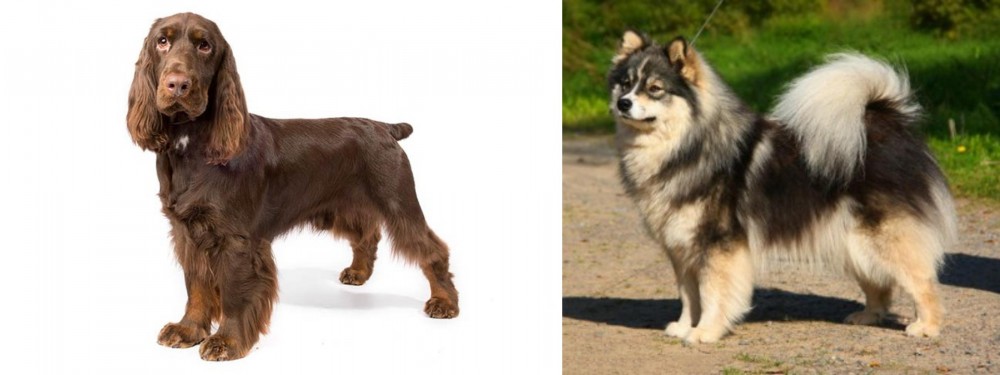 Finnish Lapphund vs Field Spaniel - Breed Comparison