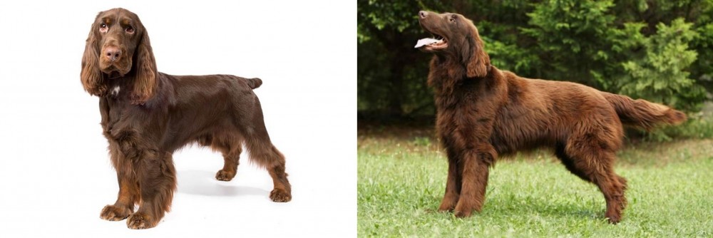 Flat-Coated Retriever vs Field Spaniel - Breed Comparison
