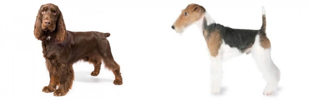 Fox Terrier vs Field Spaniel - Breed Comparison