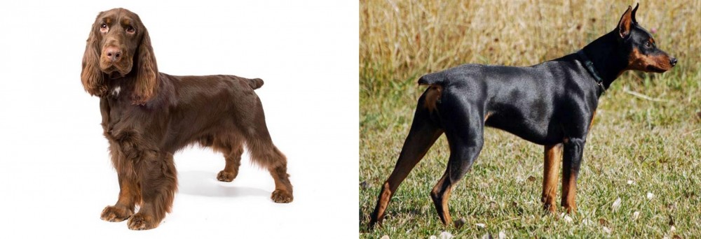 German Pinscher vs Field Spaniel - Breed Comparison