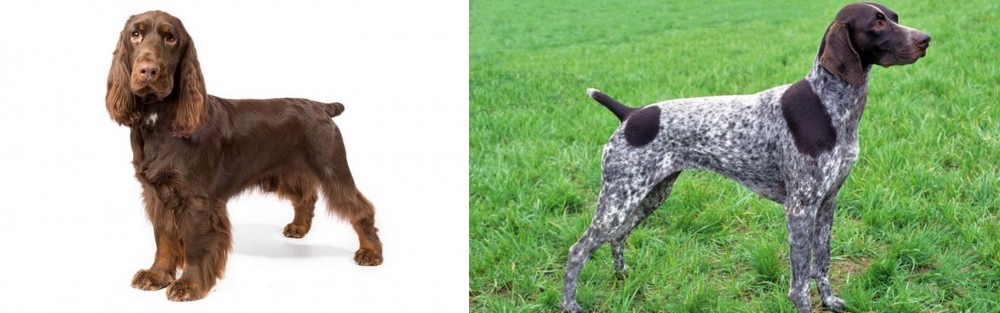 German Shorthaired Pointer vs Field Spaniel - Breed Comparison