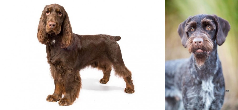 German Wirehaired Pointer vs Field Spaniel - Breed Comparison