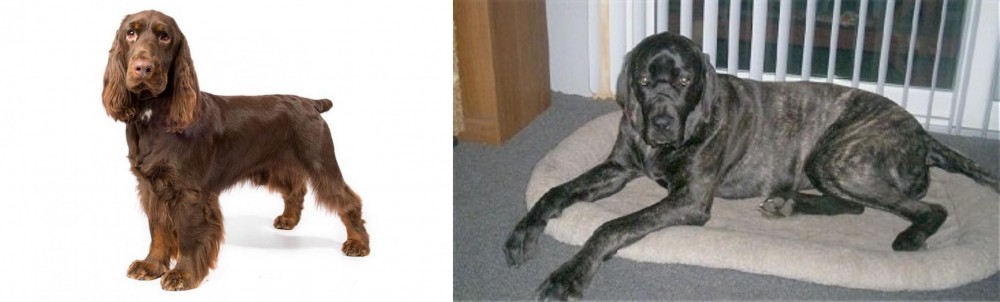 Giant Maso Mastiff vs Field Spaniel - Breed Comparison