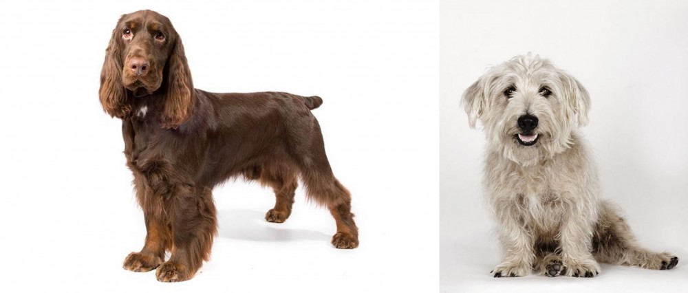 Glen of Imaal Terrier vs Field Spaniel - Breed Comparison
