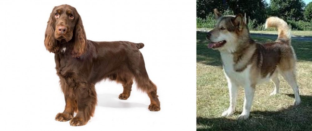 Greenland Dog vs Field Spaniel - Breed Comparison
