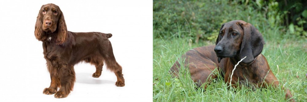 Hanover Hound vs Field Spaniel - Breed Comparison