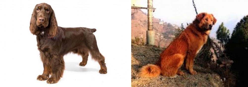 Himalayan Sheepdog vs Field Spaniel - Breed Comparison