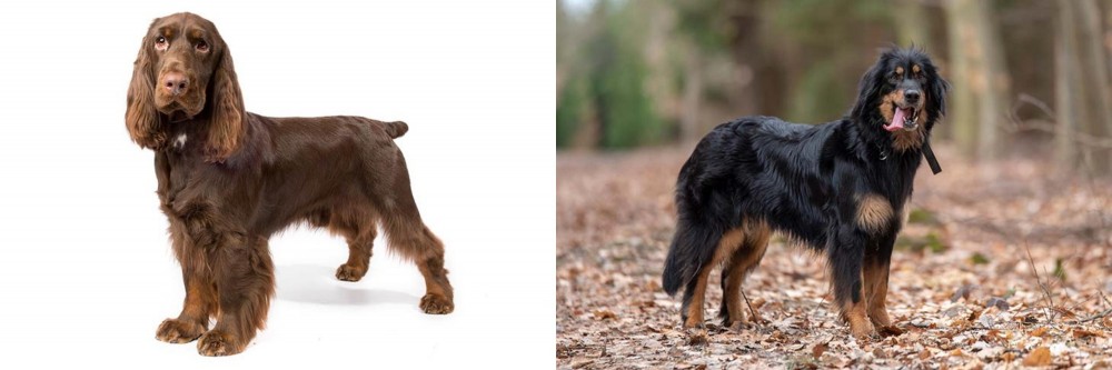 Hovawart vs Field Spaniel - Breed Comparison