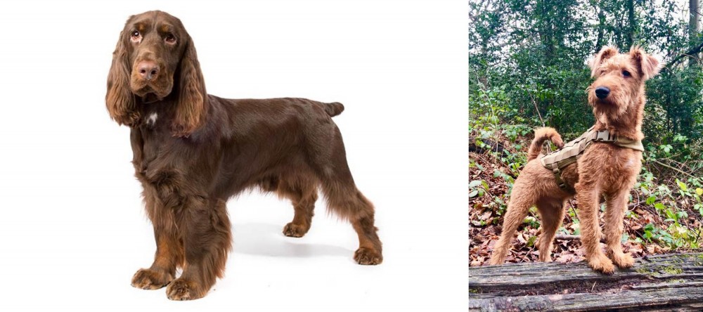 Irish Terrier vs Field Spaniel - Breed Comparison
