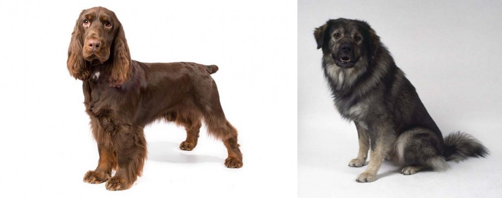 Istrian Sheepdog vs Field Spaniel - Breed Comparison