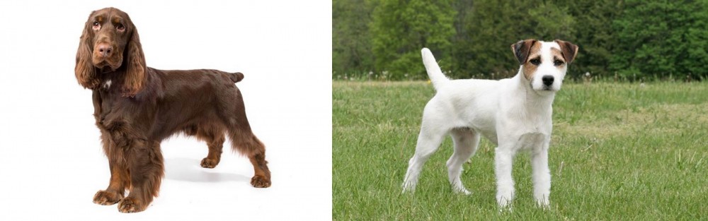 Jack Russell Terrier vs Field Spaniel - Breed Comparison