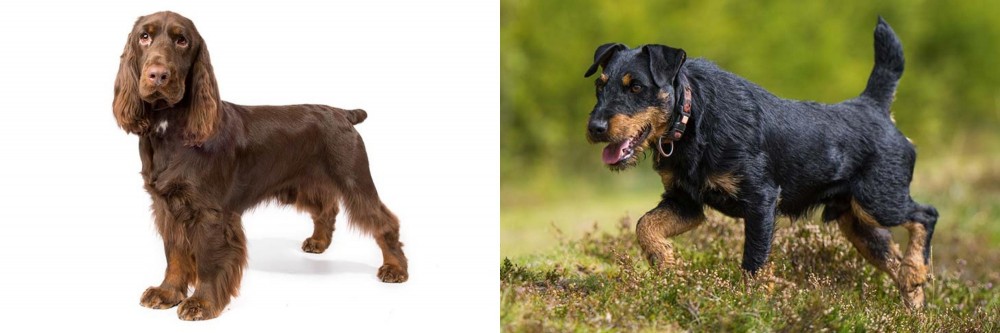 Jagdterrier vs Field Spaniel - Breed Comparison