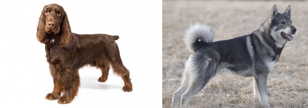 Jamthund vs Field Spaniel - Breed Comparison