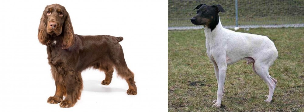 Japanese Terrier vs Field Spaniel - Breed Comparison