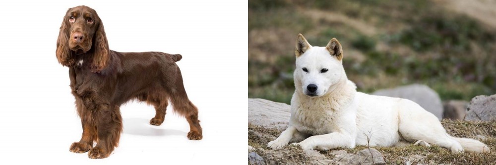 Jindo vs Field Spaniel - Breed Comparison