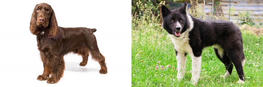 Karelian Bear Dog vs Field Spaniel - Breed Comparison