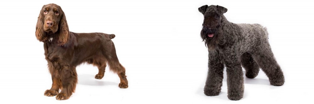 Kerry Blue Terrier vs Field Spaniel - Breed Comparison