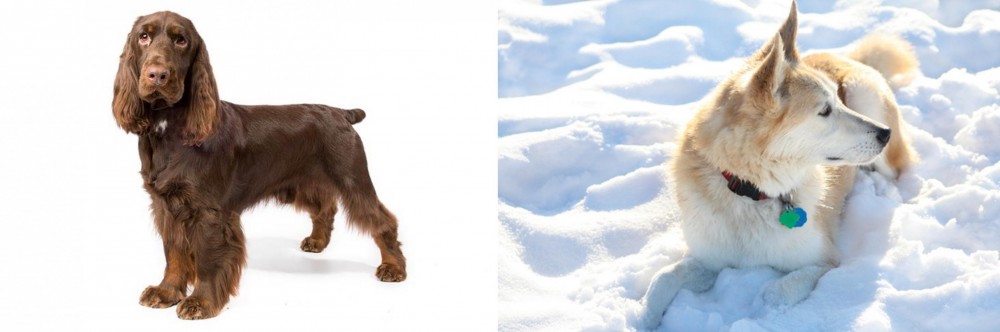 Labrador Husky vs Field Spaniel - Breed Comparison