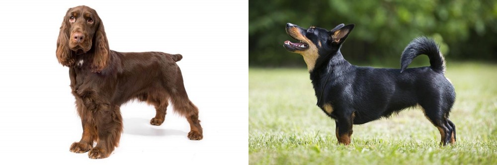 Lancashire Heeler vs Field Spaniel - Breed Comparison