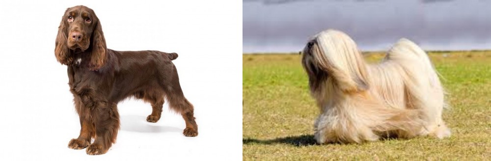 Lhasa Apso vs Field Spaniel - Breed Comparison