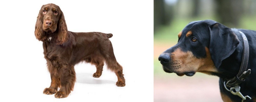 Lithuanian Hound vs Field Spaniel - Breed Comparison