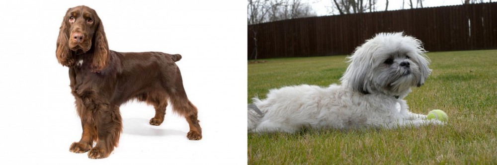 Mal-Shi vs Field Spaniel - Breed Comparison