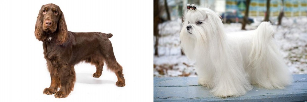 Maltese vs Field Spaniel - Breed Comparison