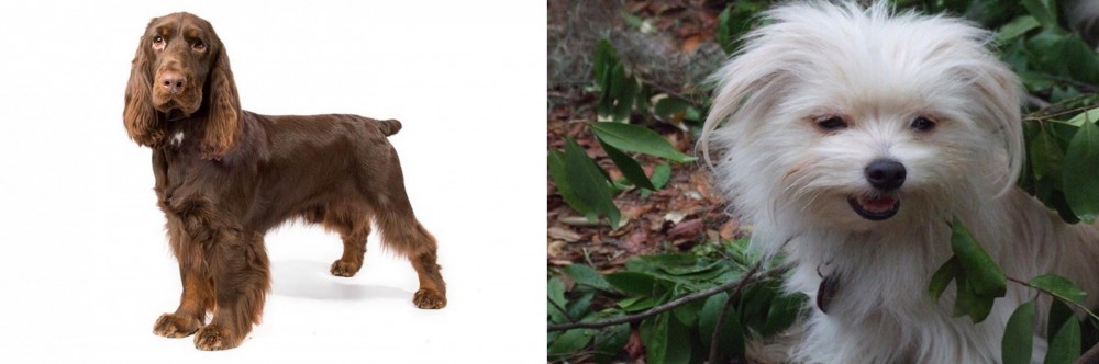 Malti-Pom vs Field Spaniel - Breed Comparison