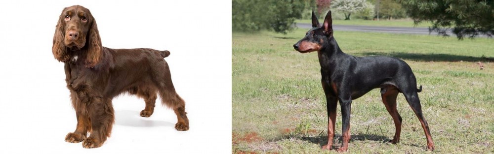 Manchester Terrier vs Field Spaniel - Breed Comparison