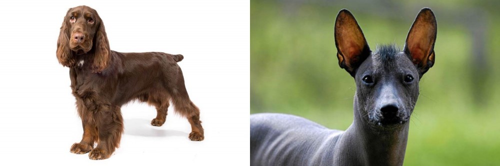 Mexican Hairless vs Field Spaniel - Breed Comparison