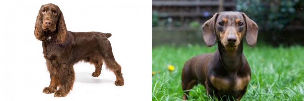 Miniature Dachshund vs Field Spaniel - Breed Comparison
