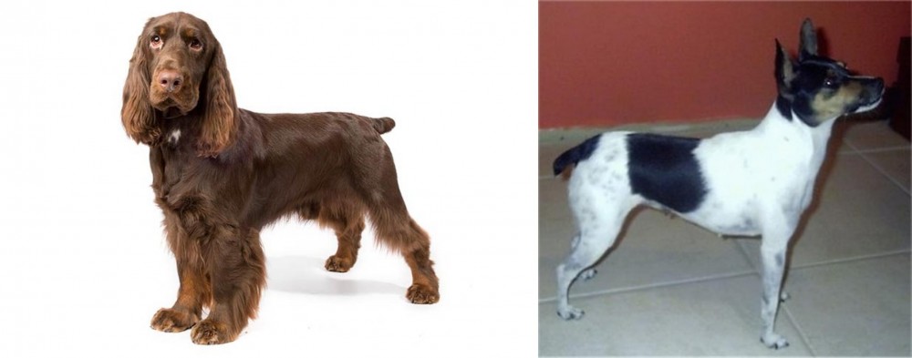Miniature Fox Terrier vs Field Spaniel - Breed Comparison