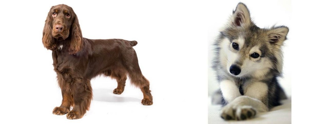 Miniature Siberian Husky vs Field Spaniel - Breed Comparison