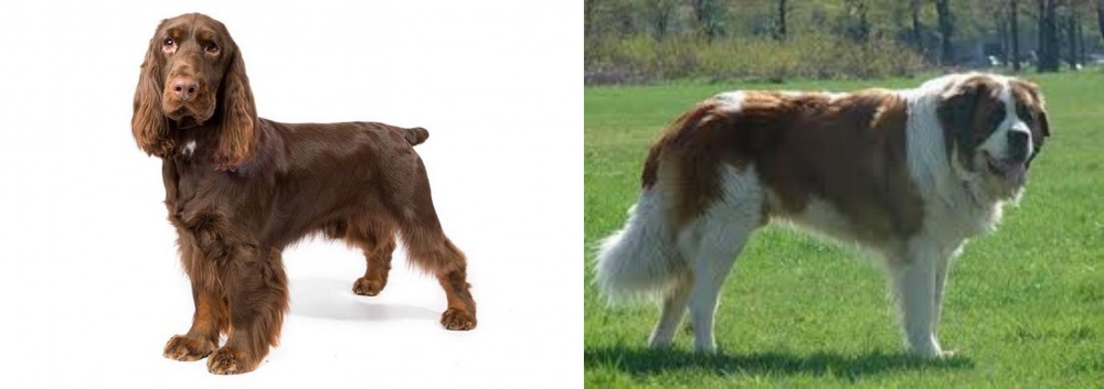 Moscow Watchdog vs Field Spaniel - Breed Comparison