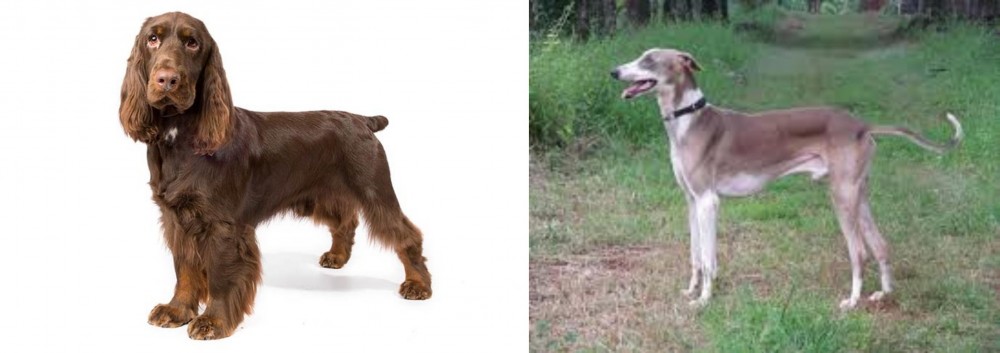 Mudhol Hound vs Field Spaniel - Breed Comparison