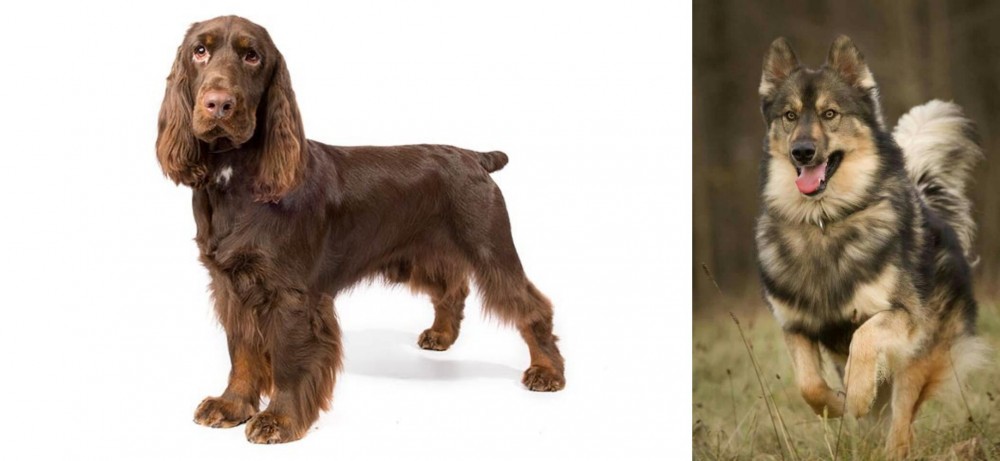 Native American Indian Dog vs Field Spaniel - Breed Comparison