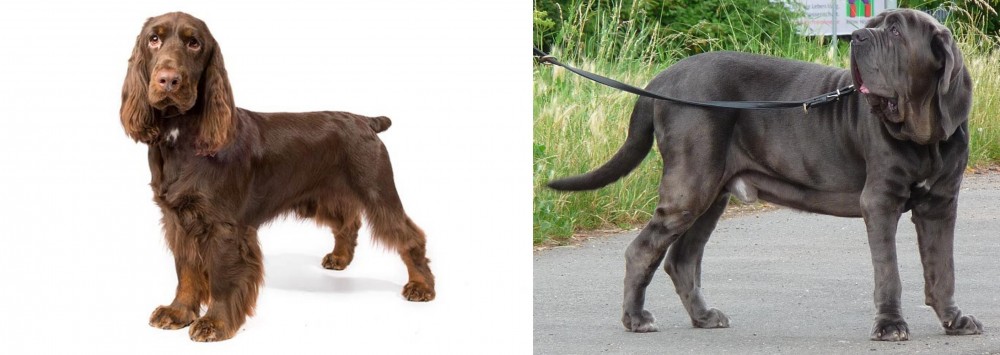 Neapolitan Mastiff vs Field Spaniel - Breed Comparison