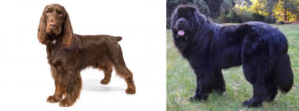 Newfoundland Dog vs Field Spaniel - Breed Comparison