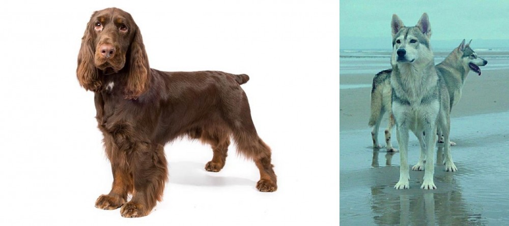 Northern Inuit Dog vs Field Spaniel - Breed Comparison