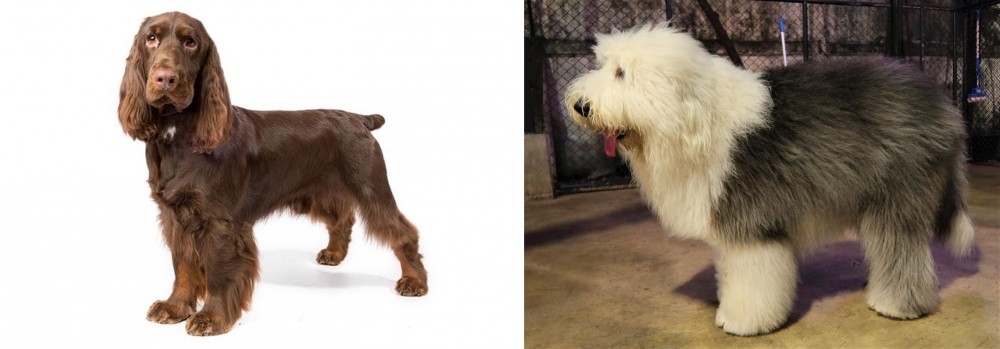Old English Sheepdog vs Field Spaniel - Breed Comparison
