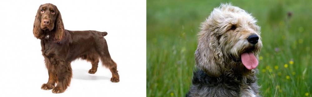 Otterhound vs Field Spaniel - Breed Comparison