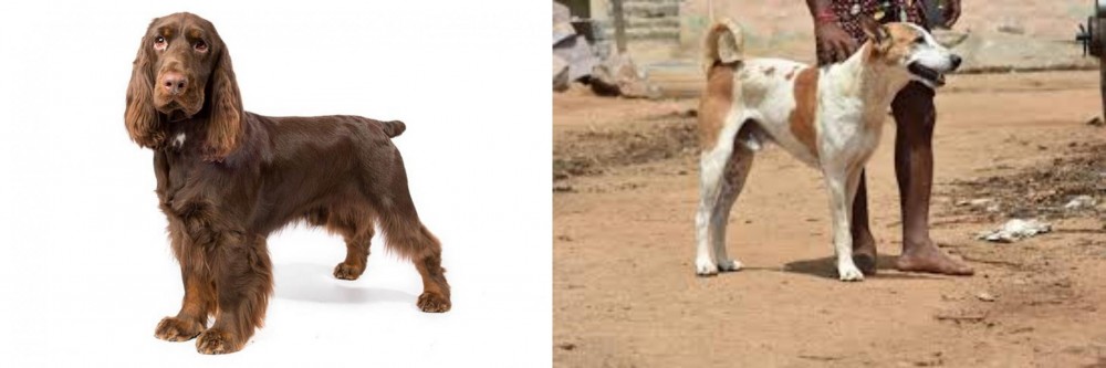 Pandikona vs Field Spaniel - Breed Comparison